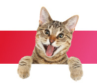 Котам
