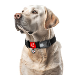 Нашийник для собак водостійкий пластикова пряжка-фастекс Waterproof WauDog CoLLar