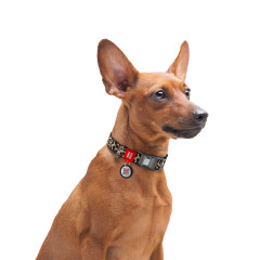 Нашийник для собак нейлоновий малюнок "Леопард" Nylon WauDog CoLLar (old)