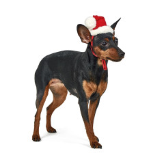 Новорічний ковпак Pet Fashion